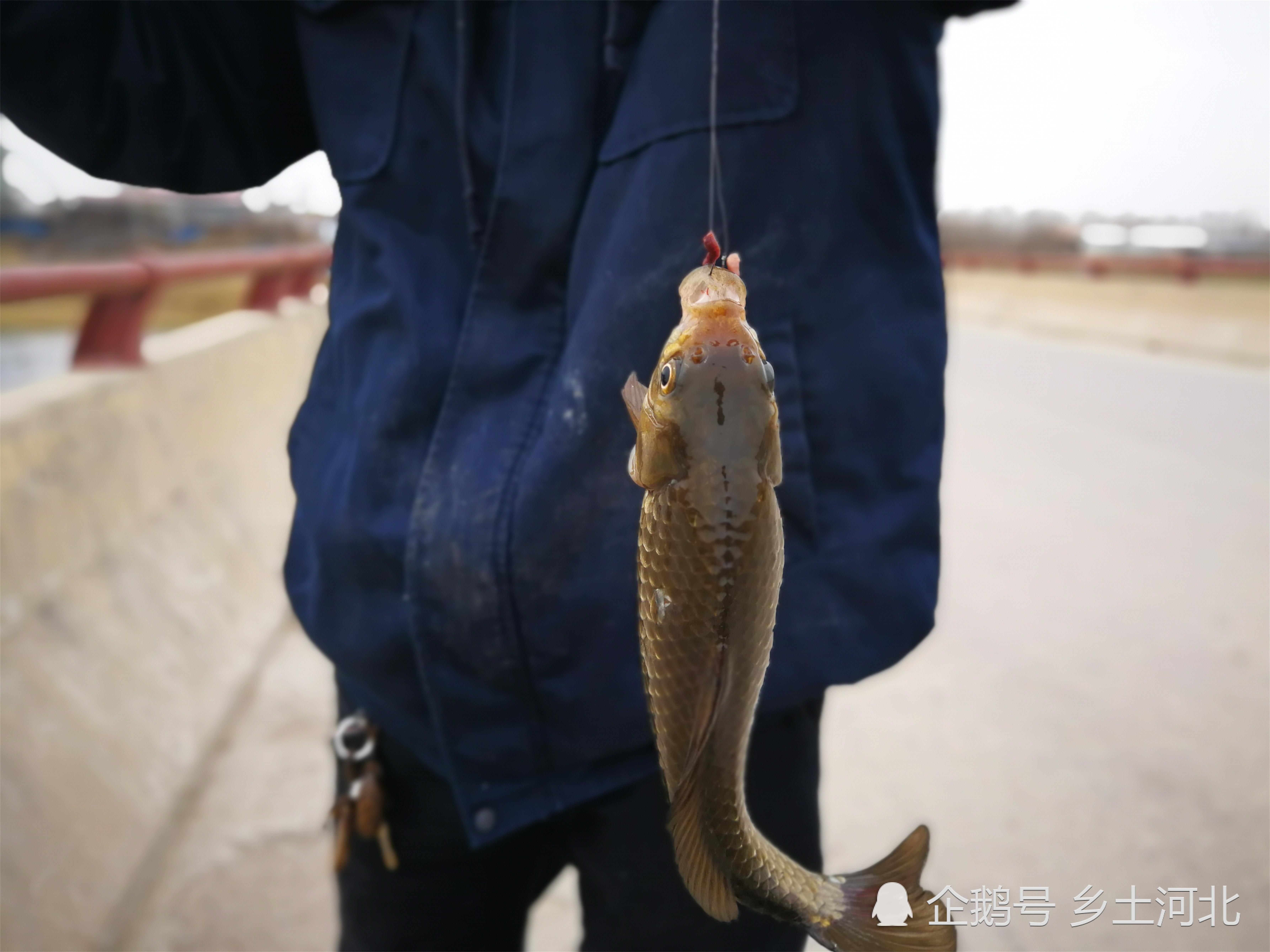 幻想神域钓鱼装备_自由幻想钓鱼使者在哪_幻想神域自动钓鱼