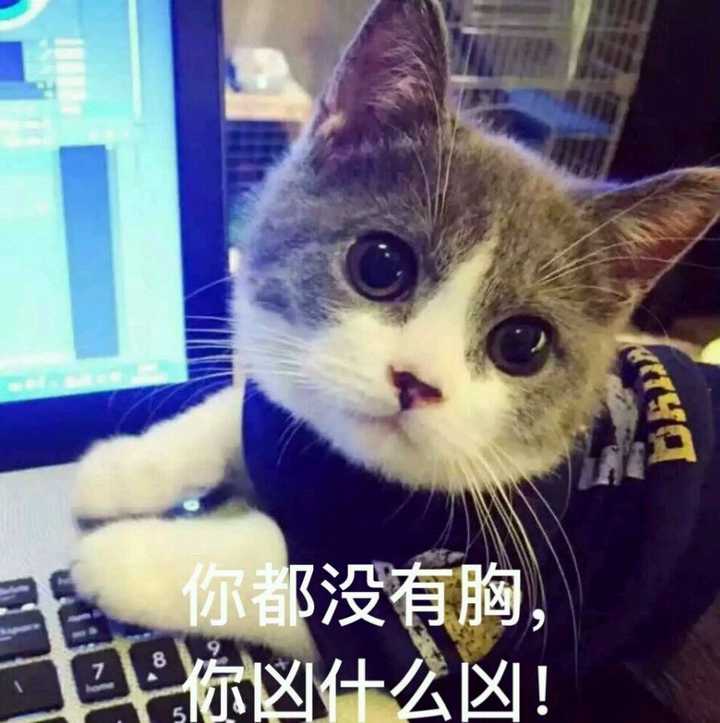 猫表情叫什么_起司猫表情_猫表情包的名字