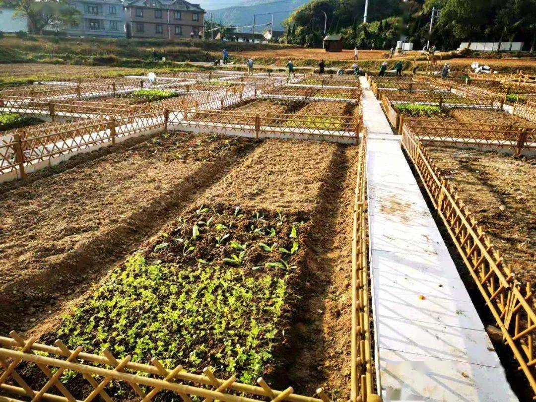 偷菜神器 vs 偷菜达人：功能对比，使用体验大揭秘