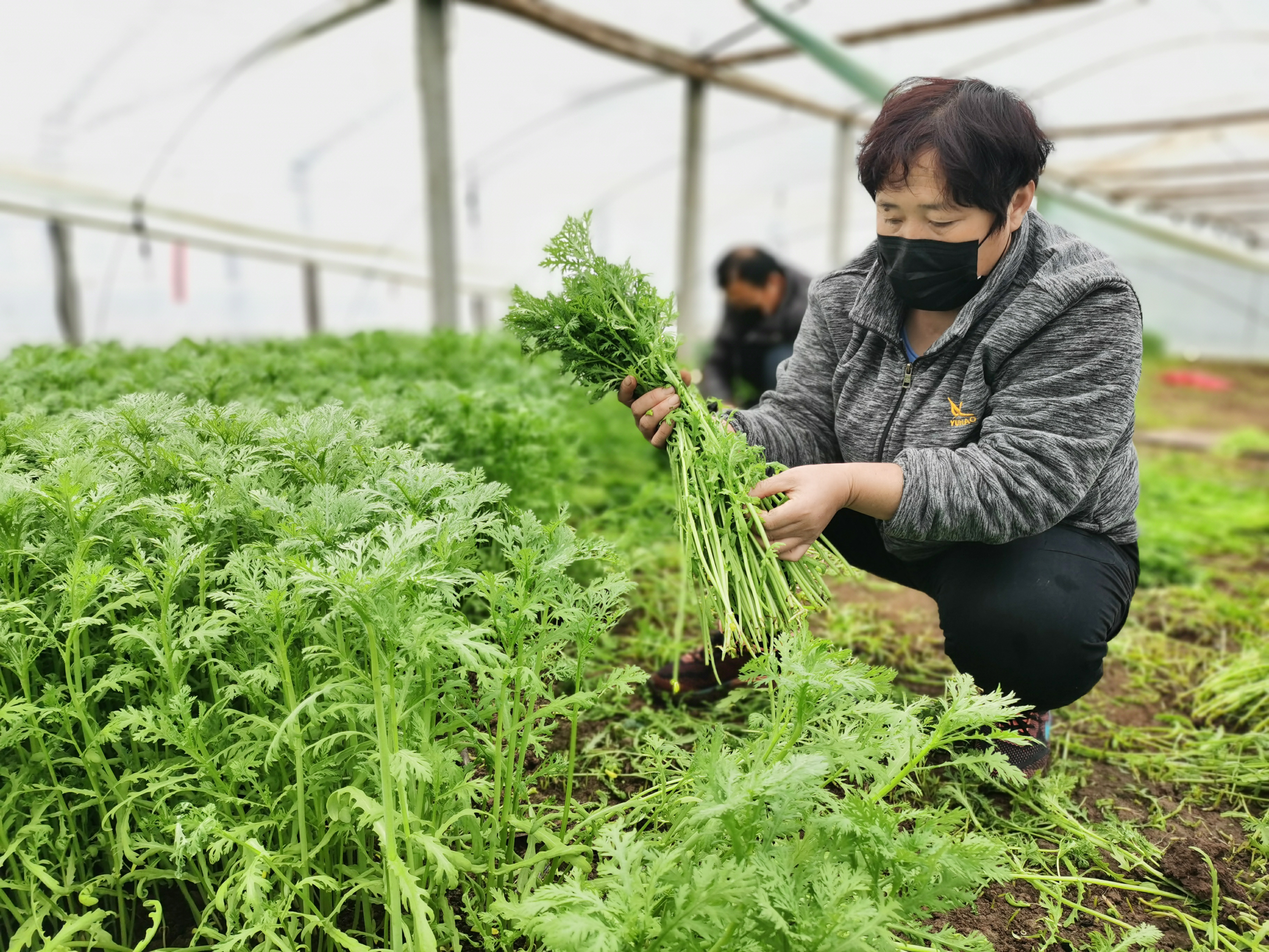 农场作物成熟时间_农场作物图片_qq农场作物