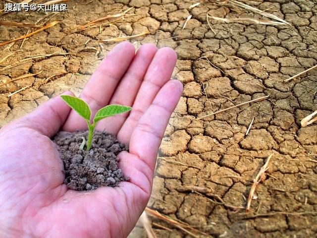 植物大战农夫_植物大战僵尸农夫_植物大战僵尸里的农夫僵尸