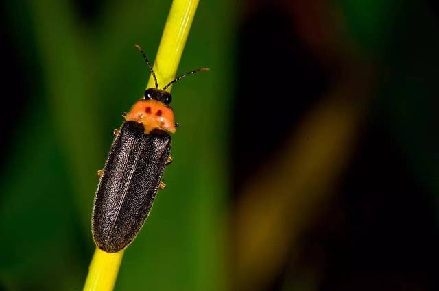 夜幕山庄的画是谁_夜幕山庄bug_夜幕山庄卡箱子