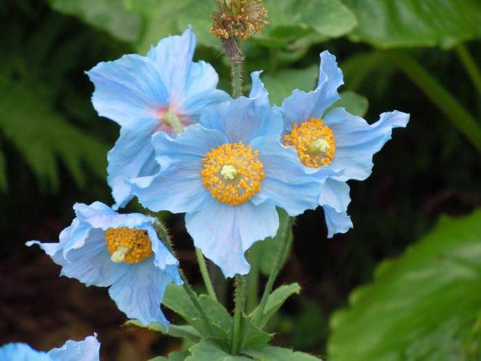 小花仙拯救花种_小花拯救仙种花小说_小花拯救仙种花视频