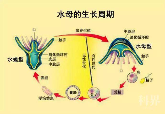 复活药水叫什么_复活药水英文_复活药水叫什么名字