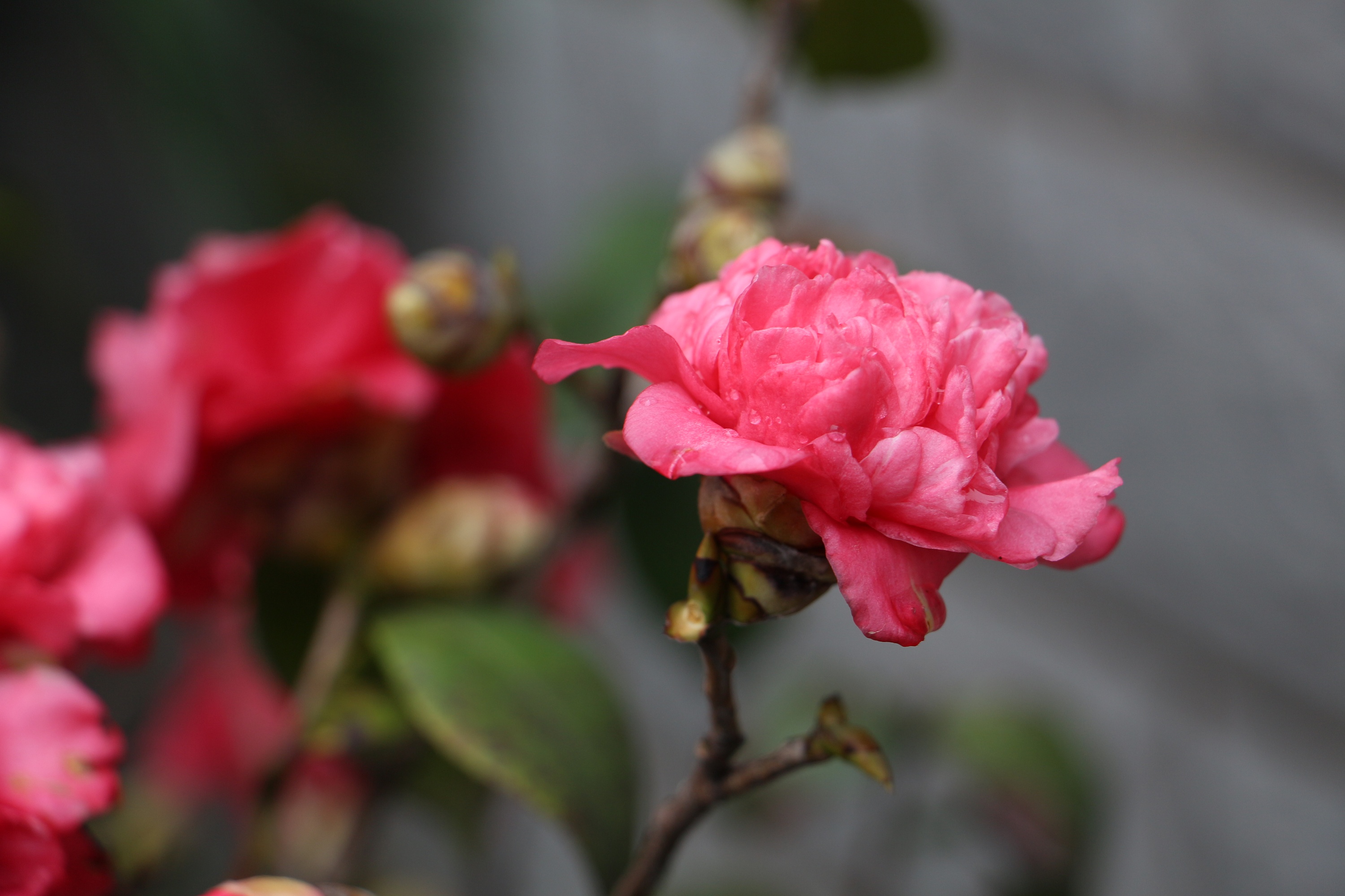 花露蜜酒_梅露可物语飞鼠流_流花蜜露