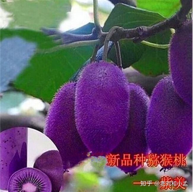 qq农场种什么钱多_农场种植游戏赚现金_农场种什么金币最多