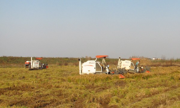 qq农场扩建_农场扩建怎样解锁新的农田区域_农场扩建第25块土地