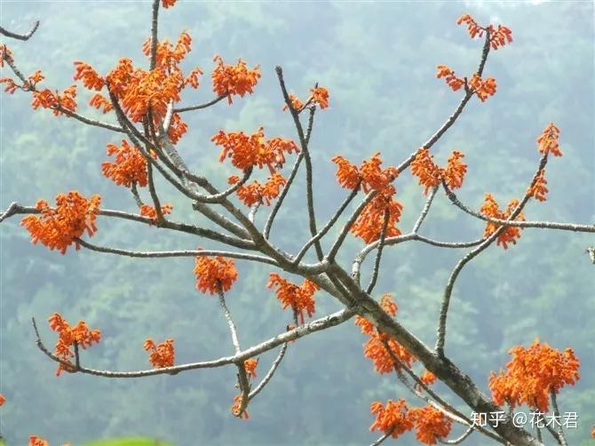 小花拯救仙种花视频_小花拯救仙种花小说_小花仙拯救花种