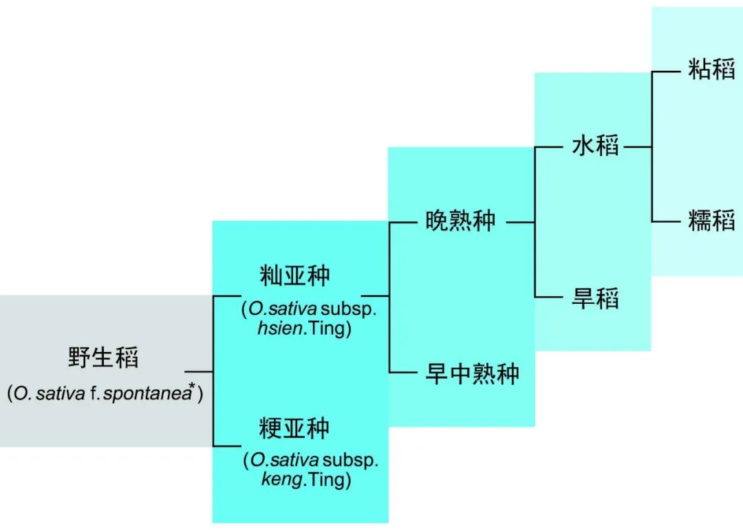 wow三季稻_三季稻_三季稻的故事