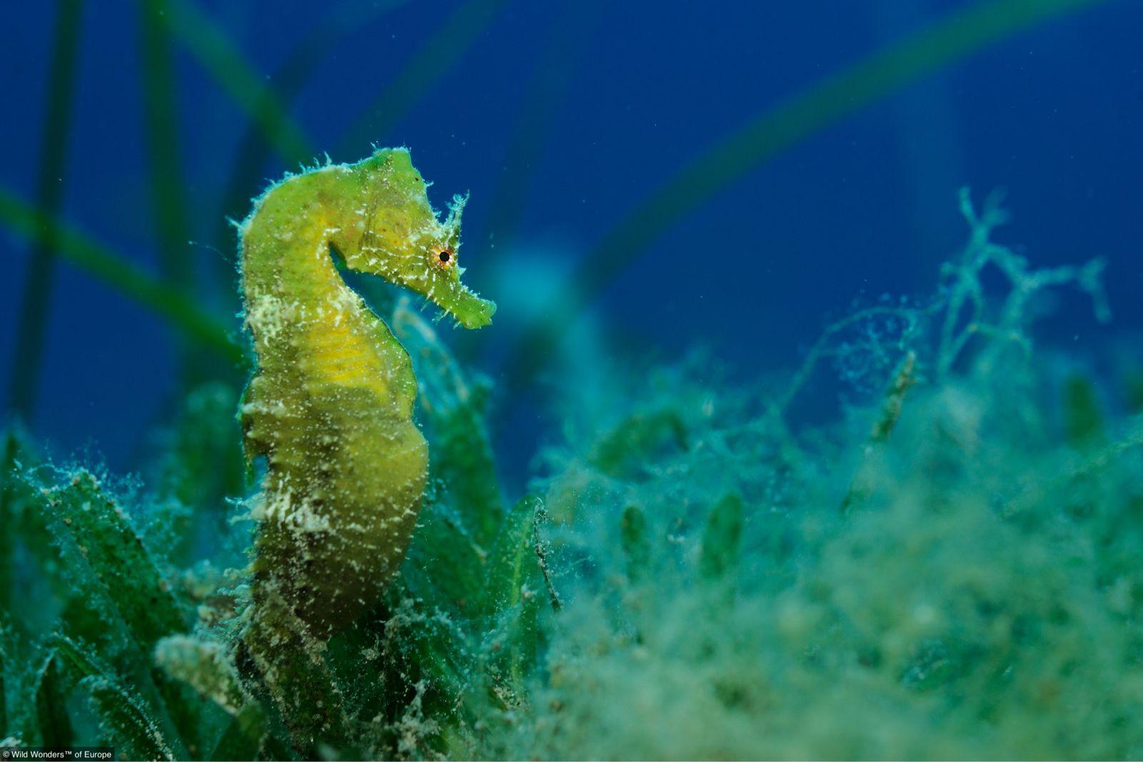 wow海马任务_潜水戴夫找海马任务_海马任务微信辅助