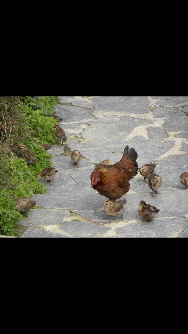 小鸡的战争_小鸡战争破解版_小鸡战争无限金币版