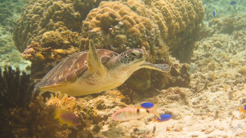 深海冒险家族免费观看全集_深海冒险_深海冒险电影