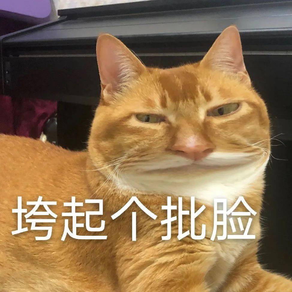 起司猫q版_猫表情包头像_起司猫qq表情包