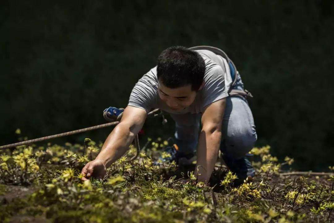 斗战神采药攻略_斗战神草药_斗战神采药点