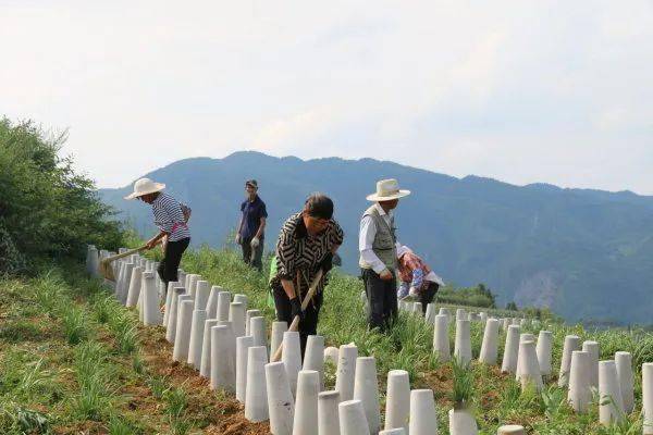 除草攻略大揭秘！高效除草剂VS传统工具，哪个更给力？