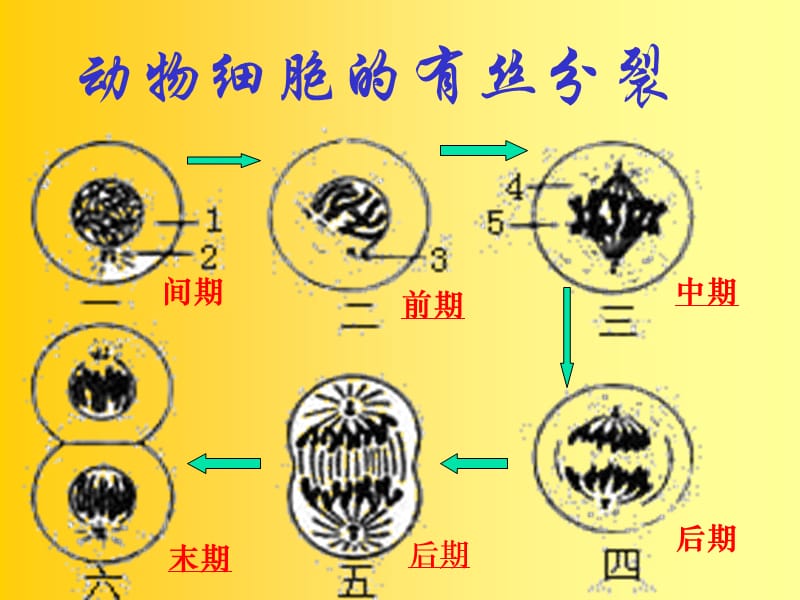 细胞分裂6修改器_细胞分裂6修改器_细胞分裂6修改器