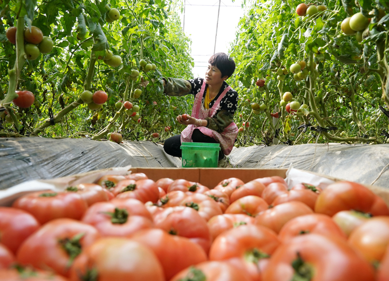 种菜偷菜是什么游戏_种菜偷菜_种菜偷菜游戏有哪些