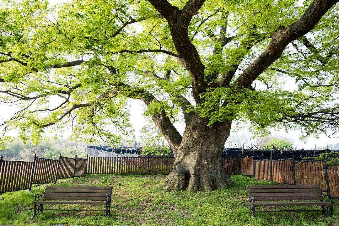 斗战神礼包2021_斗战神网吧礼包_斗战神8折充值