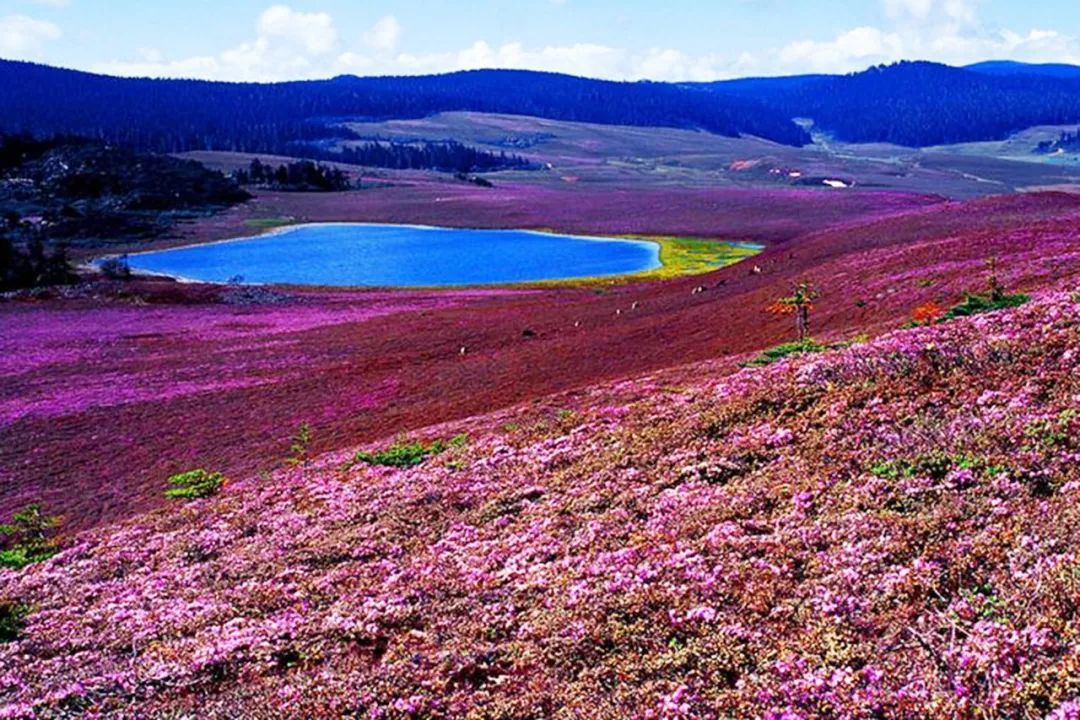 天池南岸_天池南岸_天池南岸