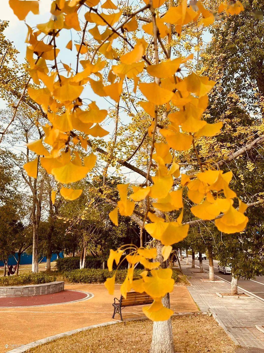 梦幻教师节活动时间_梦幻教师节活动赚钱吗_梦幻教师节活动