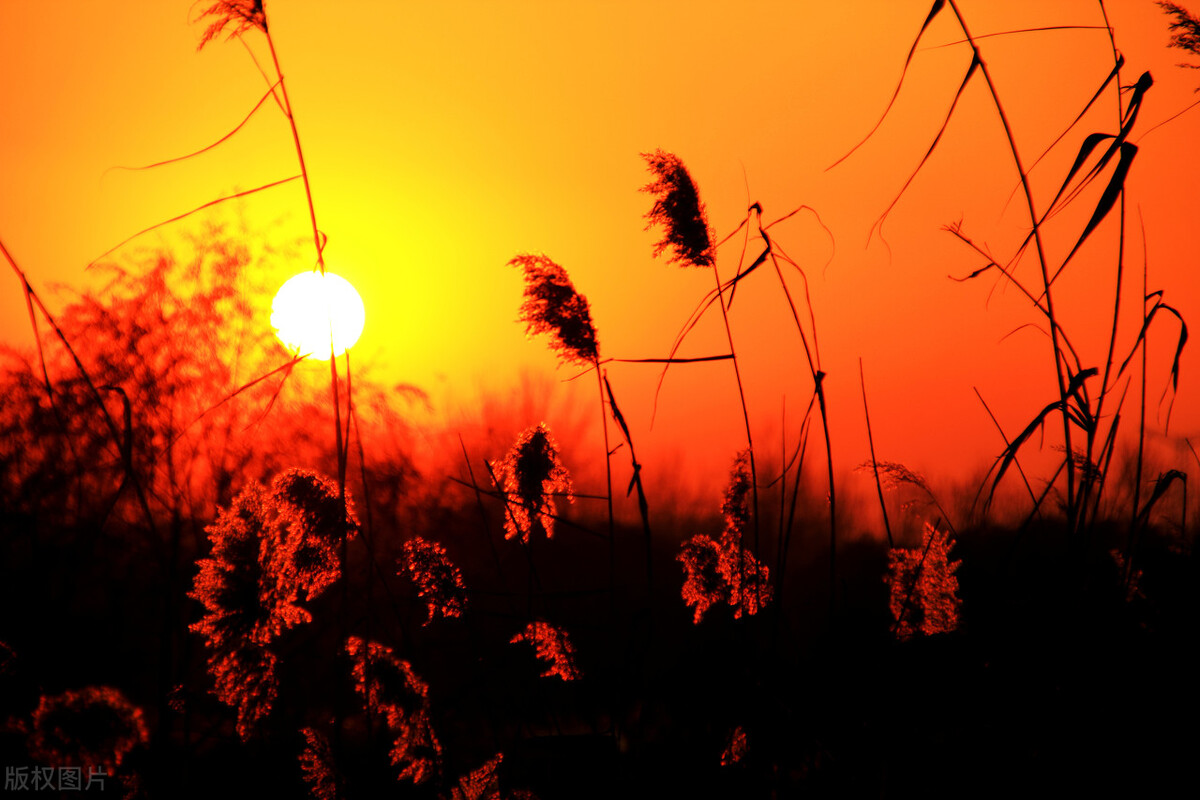 摄影艺术中的光晕魅力：夕阳余晖下的神秘光芒