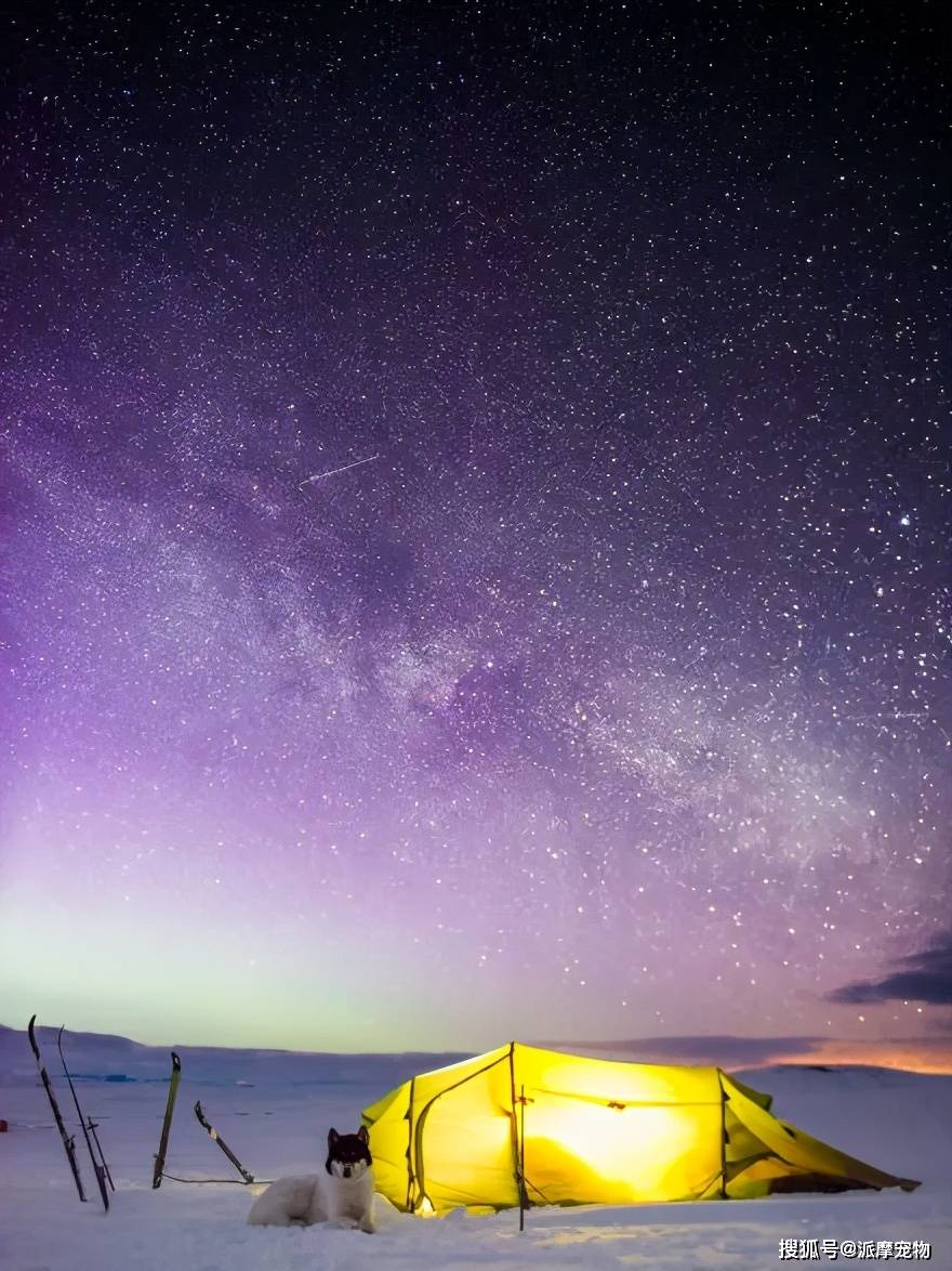 暗黑宠物基地隐藏宠物_ns暗黑宠物_暗黑宠物基地