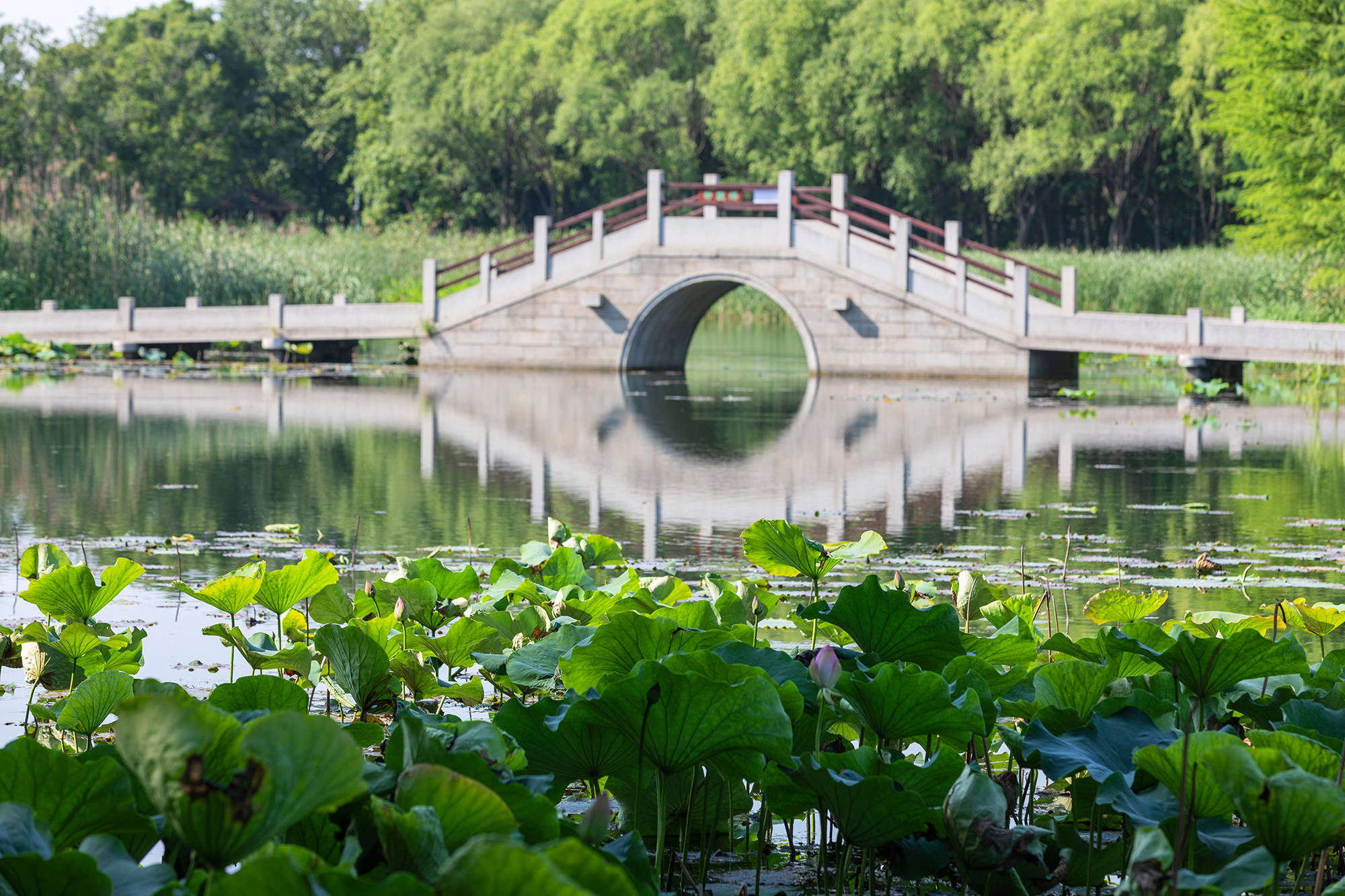 精灵多哥_精灵多哥怎么超进化_精灵多哥技能搭配