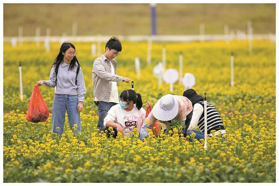 游戏开心农场_游戏开心农场游戏大全_小游戏开心农场