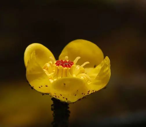 黄金莲花的寓意是什么_黄金莲花_wow黄金莲