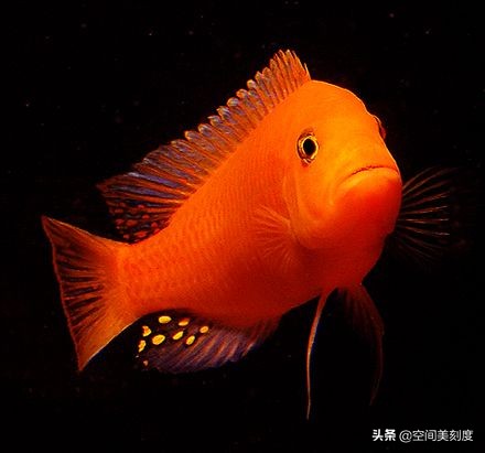 宝贝鲤：水族爱好者的挚爱，带来幸福与安宁的水中精灵