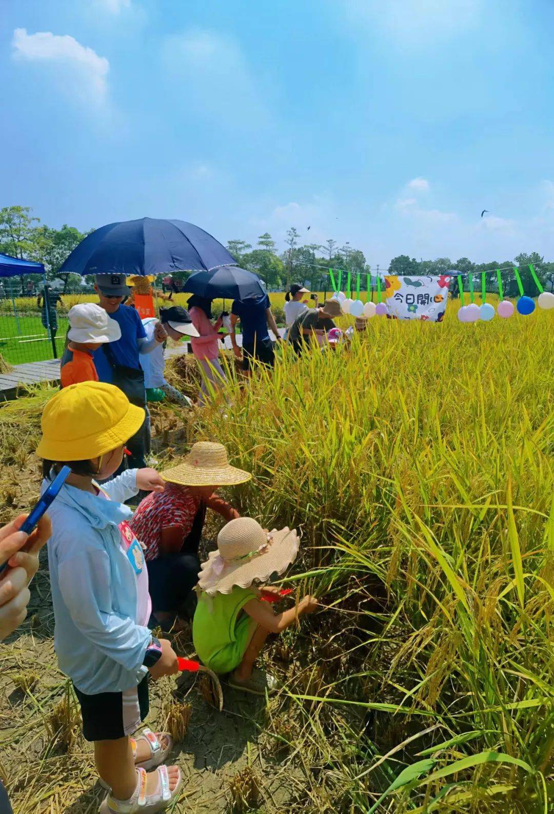 胡萝卜农场_萝卜农场简笔画_萝卜庄园