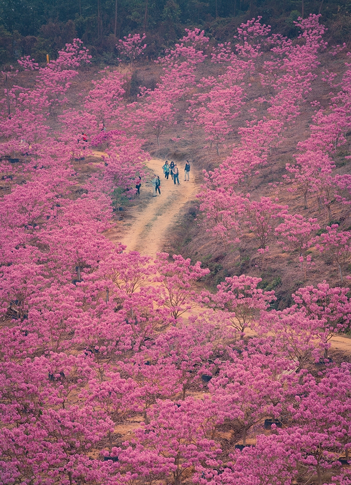 鲜花朵朵：沉浸花海，免费下载各类花卉图样，装饰手机