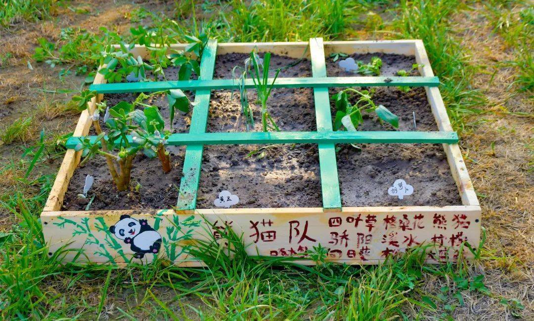 农场主分享胡萝卜种植经验：从播种到收获的全过程