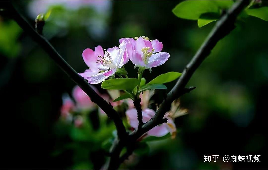 从鹿鼎记贤士技能加点情节，领悟人生智慧与选择