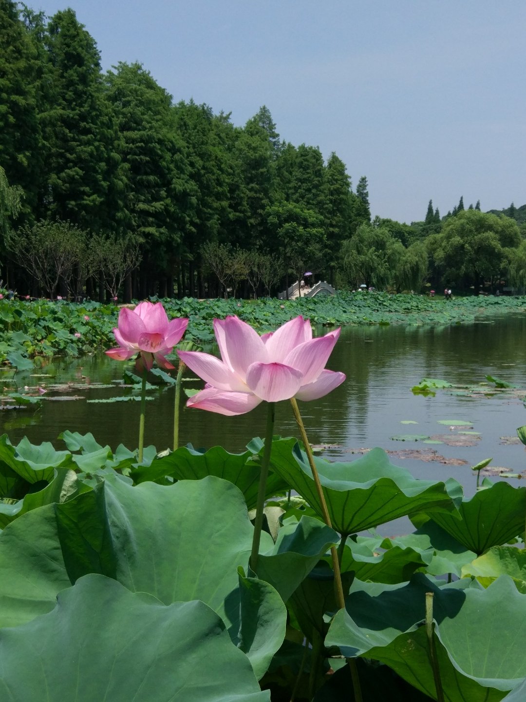 无锡天气2345 探索无锡气象变幻，体悟四季心境起伏