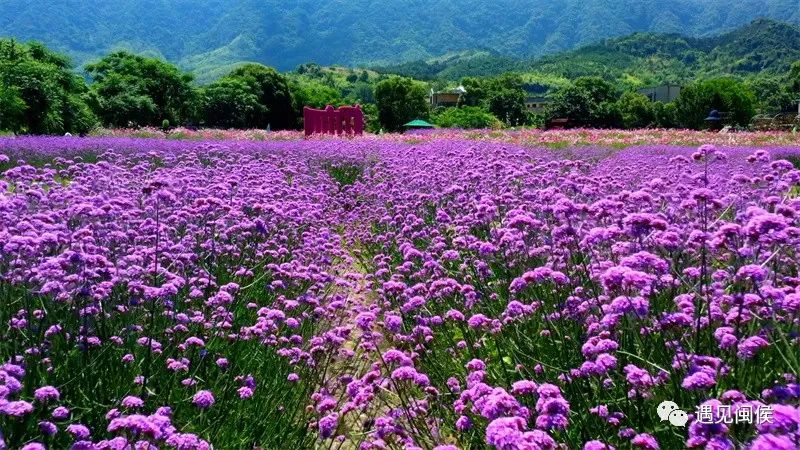 神雕侠侣桃花岛加点_神雕侠侣2探索桃花岛神秘区域_射雕英雄传里的桃花岛的神药