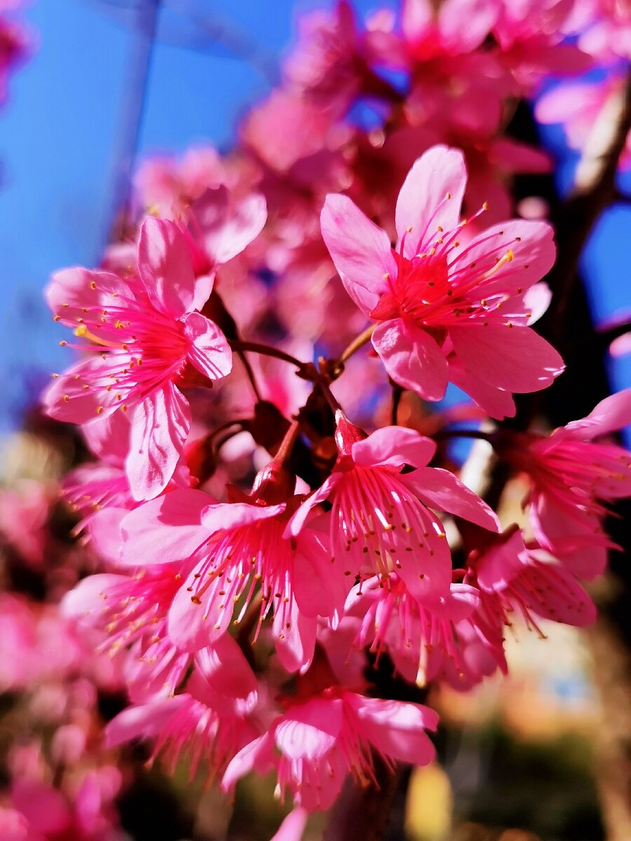 樱花大战游戏_樱花大战_樱花大战炽热之血