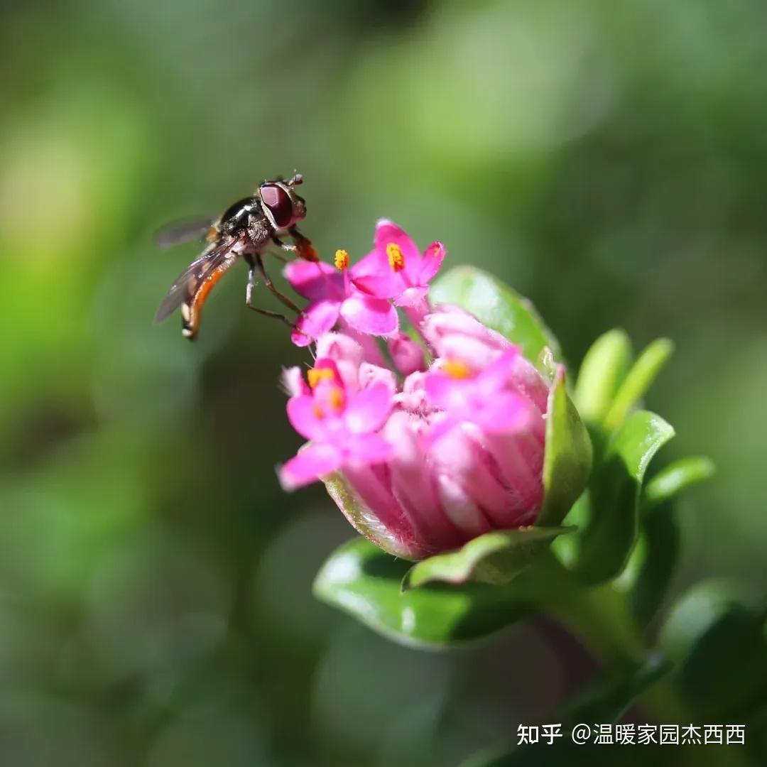 起凡游戏陈宫：智者的孤独与忠诚背叛的边缘