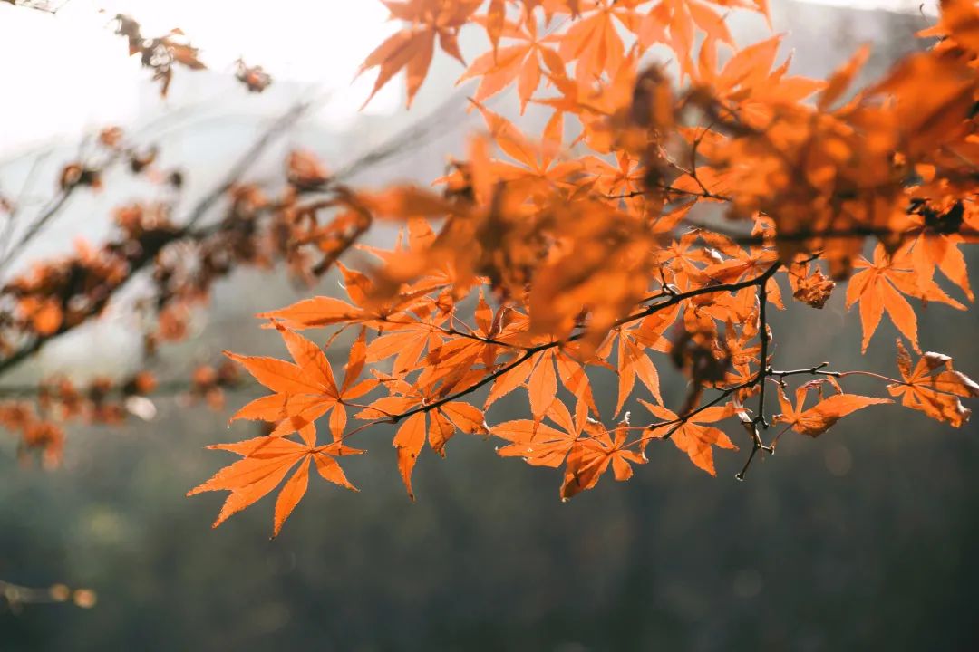 天龙传世_传世天龙合成版_天龙传世官网